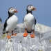 puffin_atlantic_msi_h_2538_can1909.jpg